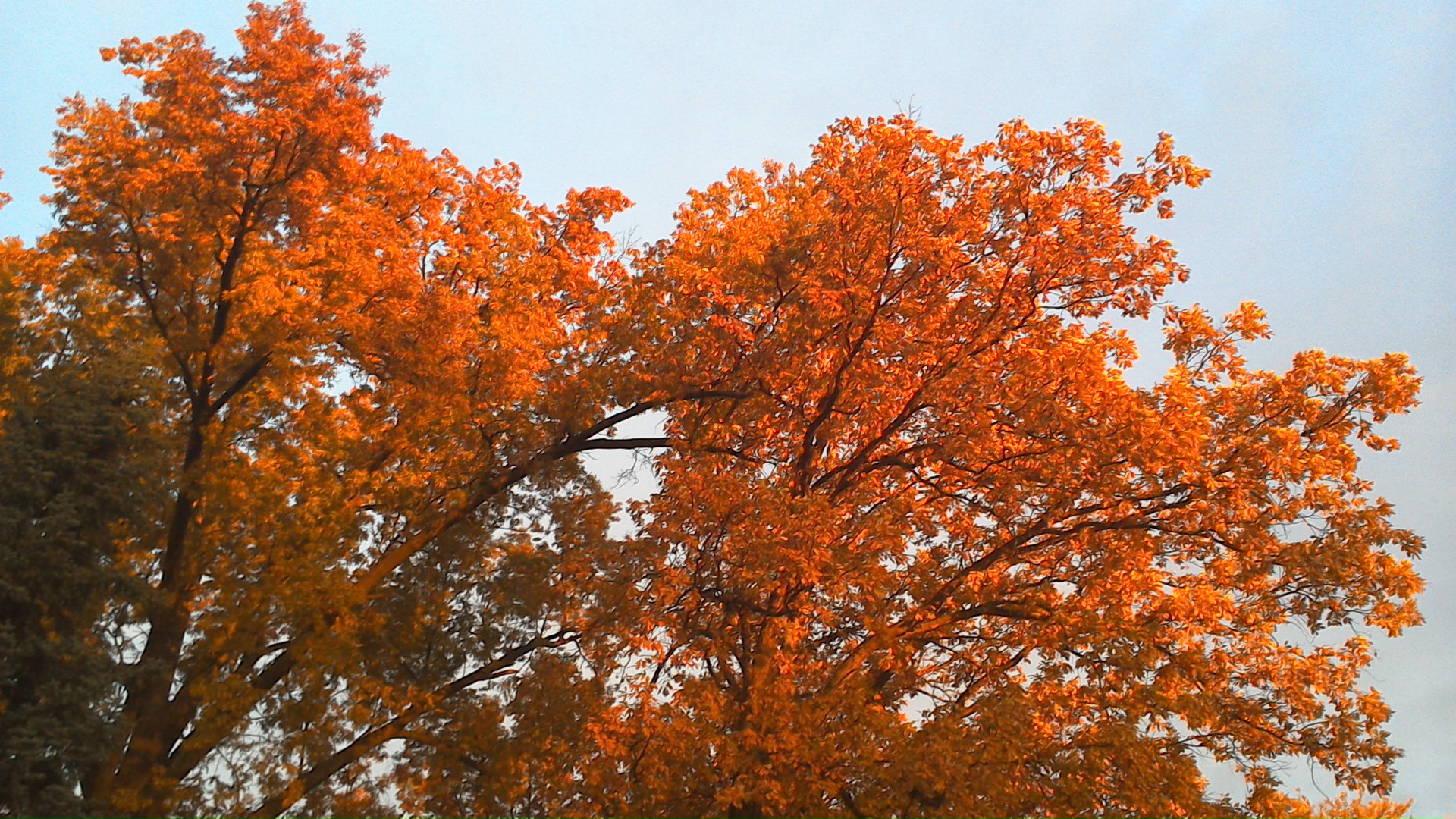 Fall colors - 11.6.2013 - p1 by V3DT - Visual 3D Technology